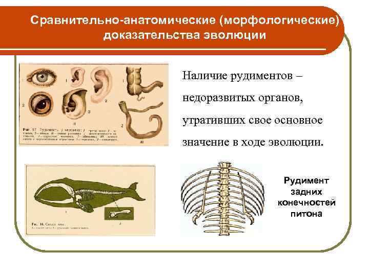 Сравнительно-анатомические (морфологические) доказательства эволюции Наличие рудиментов – недоразвитых органов, утративших свое основное значение в