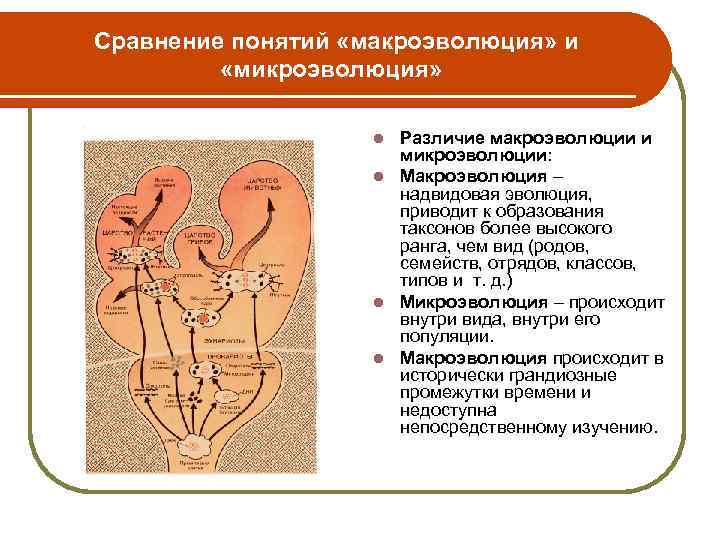 Сравнение понятий «макроэволюция» и «микроэволюция» Различие макроэволюции и микроэволюции: l Макроэволюция – надвидовая эволюция,