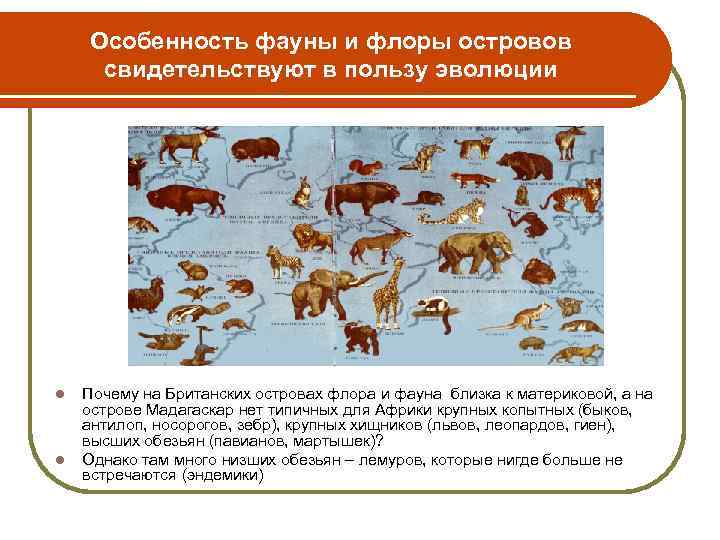 Особенность фауны и флоры островов свидетельствуют в пользу эволюции l l Почему на Британских