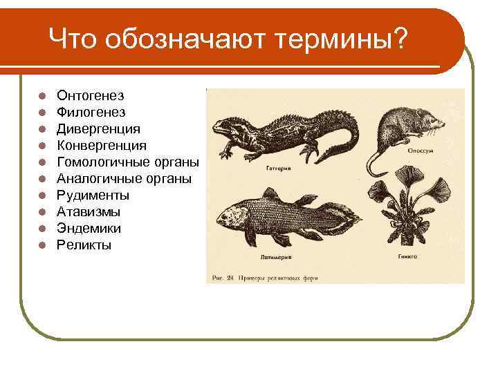 Что обозначают термины? l l l l l Онтогенез Филогенез Дивергенция Конвергенция Гомологичные органы