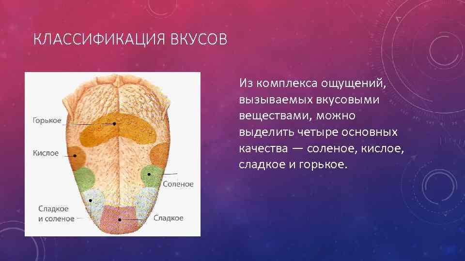 КЛАССИФИКАЦИЯ ВКУСОВ Из комплекса ощущений, вызываемых вкусовыми веществами, можно выделить четыре основных качества —