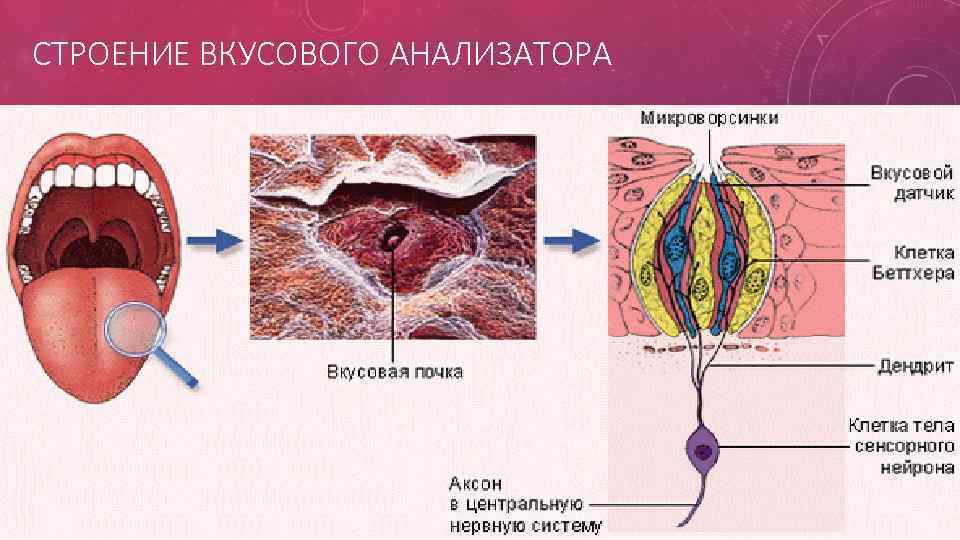 Схема вкусового анализатора 8 класс биология