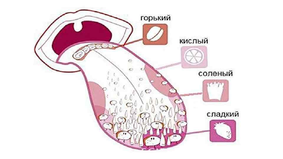 Вкус сладкий горький кислый. Вкусовой анализатор строение. Вкусовой анализатор вкусовые сосочки. Вкусовые рецепторы на языке.