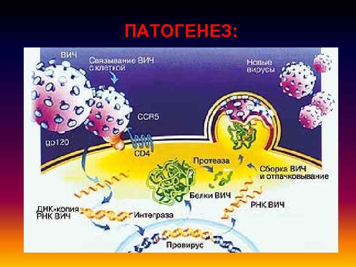 ПАТОГЕНЕЗ: 