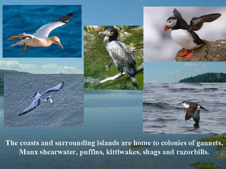 The coasts and surrounding islands are home to colonies of gannets, Manx shearwater, puffins,