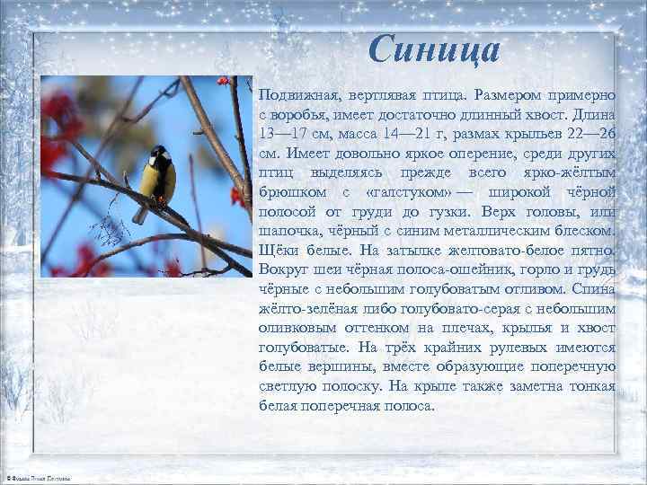Синица Подвижная, вертлявая птица. Размером примерно с воробья, имеет достаточно длинный хвост. Длина 13—