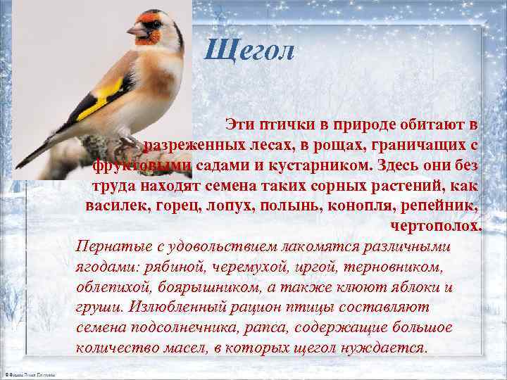 Щегол Эти птички в природе обитают в разреженных лесах, в рощах, граничащих с фруктовыми