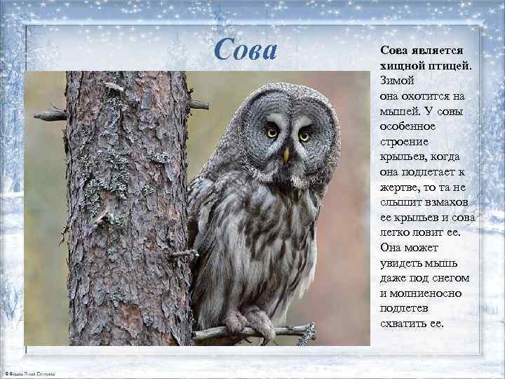 Сова является хищной птицей. Зимой она охотится на мышей. У совы особенное строение крыльев,