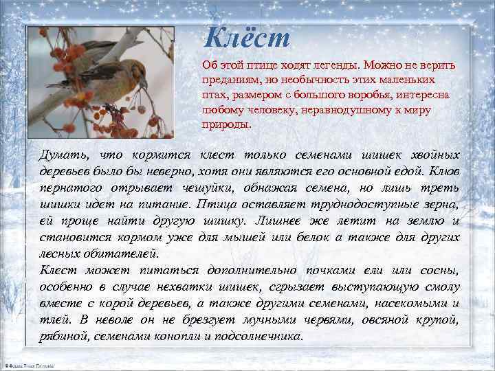 Клёст Об этой птице ходят легенды. Можно не верить преданиям, но необычность этих маленьких