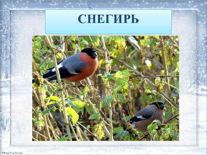 СНЕГИРЬ 