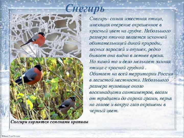 Снегирь- самая известная птица, имеющая оперение окрашенное в красный цвет на грудке. Небольшого размера