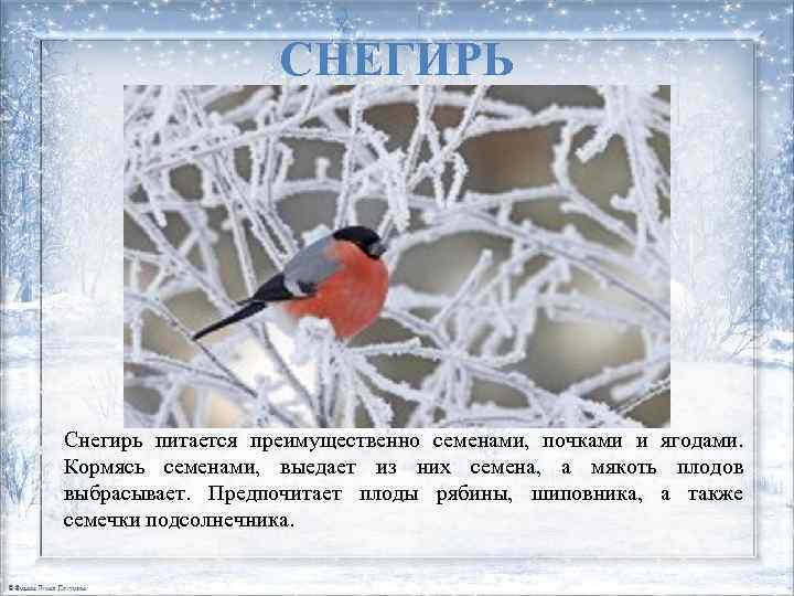 СНЕГИРЬ Снегирь питается преимущественно семенами, почками и ягодами. Кормясь семенами, выедает из них семена,