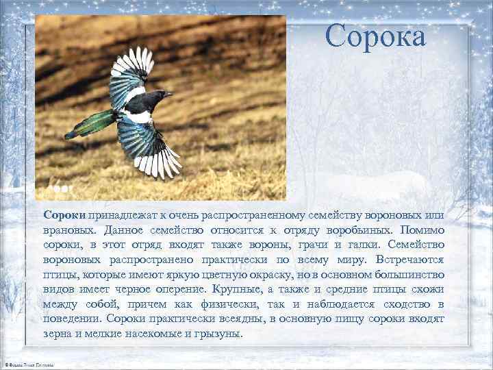 Сорока Сороки принадлежат к очень распространенному семейству вороновых или врановых. Данное семейство относится к