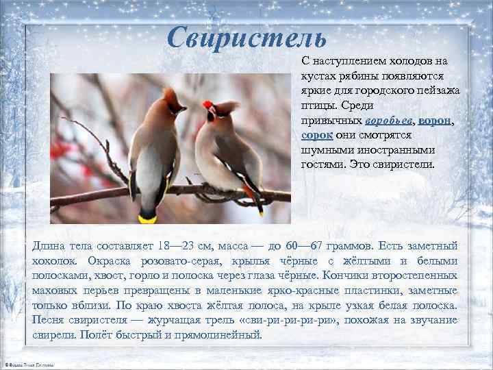 Свиристель С наступлением холодов на кустах рябины появляются яркие для городского пейзажа птицы. Среди