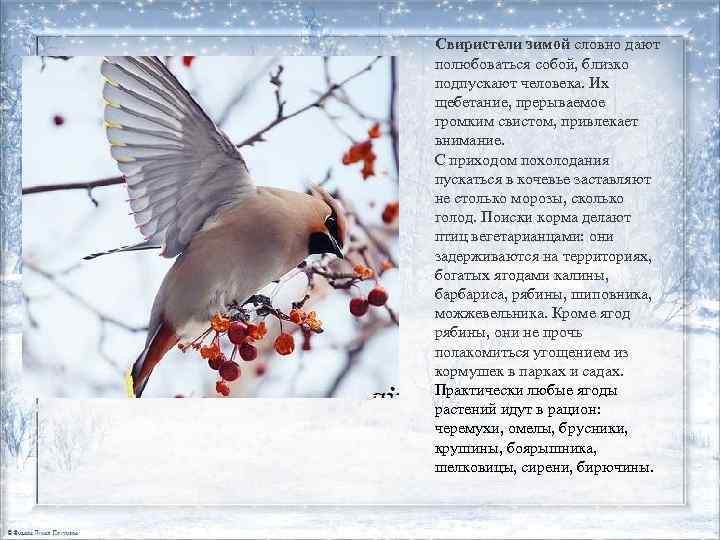 Свиристели зимой словно дают полюбоваться собой, близко подпускают человека. Их щебетание, прерываемое громким свистом,