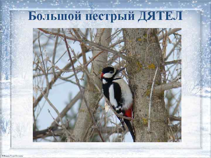 Большой пестрый ДЯТЕЛ 