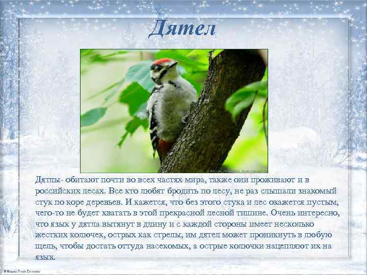 Дятел Дятлы- обитают почти во всех частях мира, также они проживают и в российских