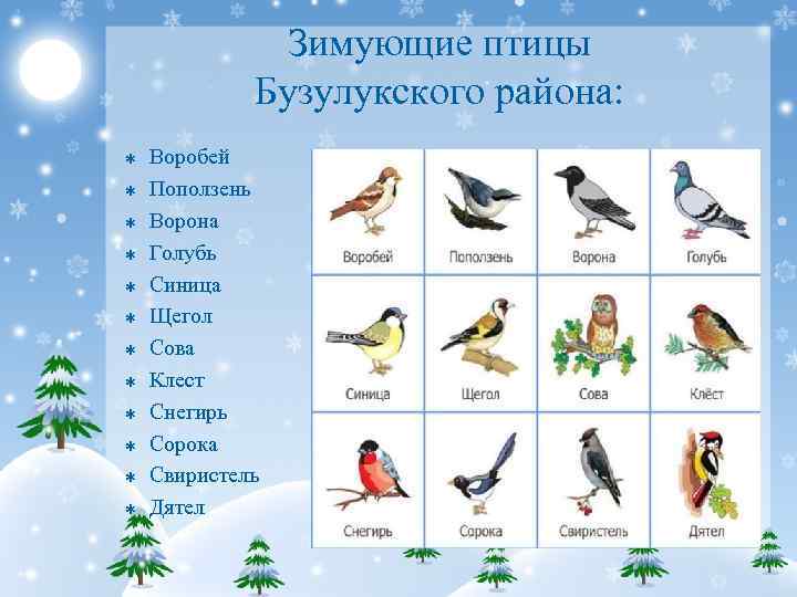 Зимующие птицы Бузулукского района: Þ Þ Þ Воробей Поползень Ворона Голубь Синица Щегол Сова
