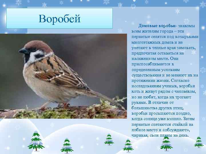 Воробей Домовые воробьи- знакомы всем жителям города – эти пернатые селятся под козырьками многоэтажных