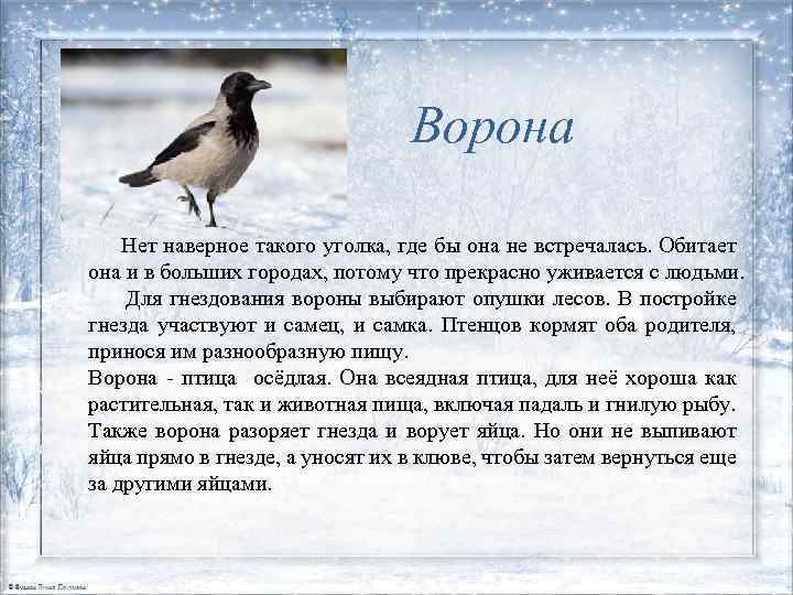 Ворона Нет наверное такого уголка, где бы она не встречалась. Обитает она и в