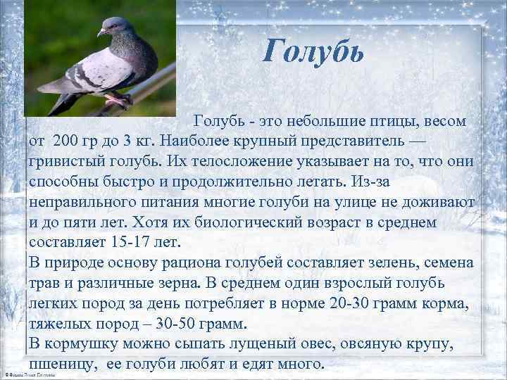 Голубь Голубь - это небольшие птицы, весом от 200 гр до 3 кг. Наиболее