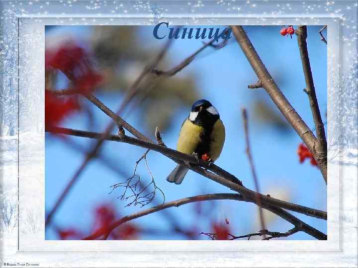 Синица 
