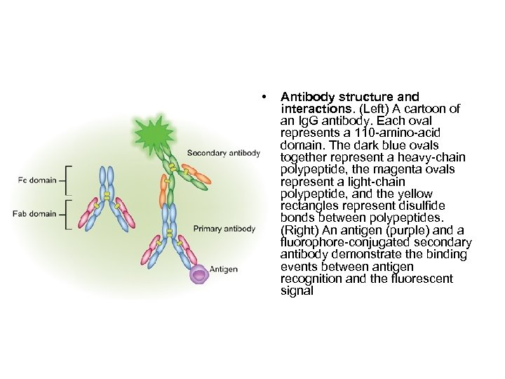  • Antibody structure and interactions. (Left) A cartoon of an Ig. G antibody.