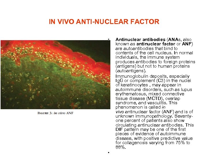 IN VIVO ANTI-NUCLEAR FACTOR • • • Antinuclear antibodies (ANAs, also known as antinuclear