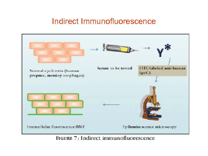 Indirect Immunofluorescence 