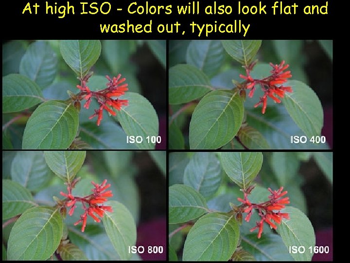 At high ISO - Colors will also look flat and washed out, typically 