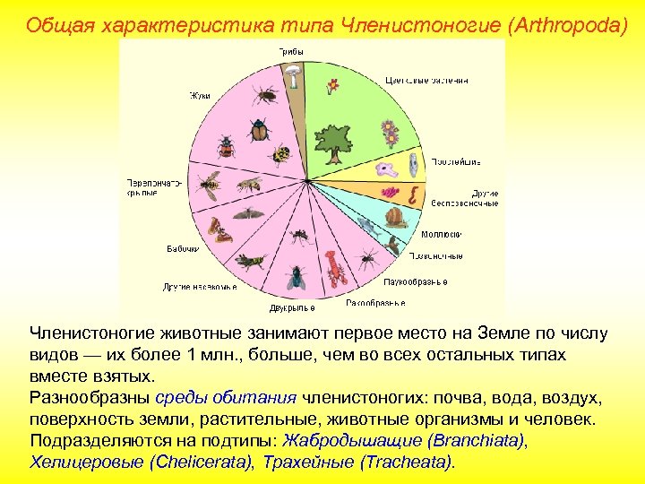 Используя рисунок 83 на странице 108 охарактеризуйте особенности внешнего строения членистоногих