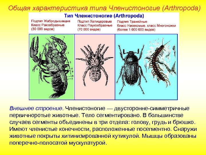 Общая характеристика типа Членистоногие (Arthropoda) Внешнее строение. Членистоногие — двусторонне-симметричные первичноротые животные. Тело сегментировано.