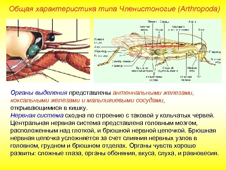 Общая характеристика типа Членистоногие (Arthropoda) Органы выделения представлены антеннальными железами, коксальными железами и мальпигиевыми