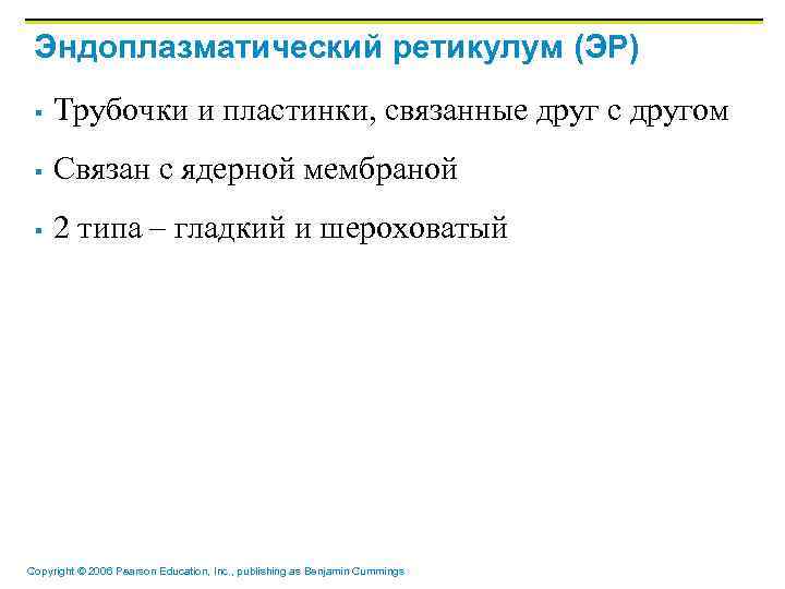 Эндоплазматический ретикулум (ЭР) § Трубочки и пластинки, связанные друг с другом § Связан с