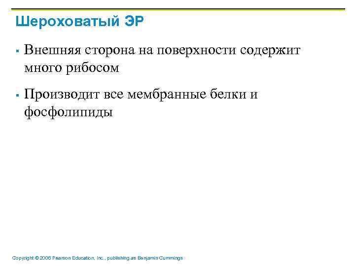 Шероховатый ЭР § § Внешняя сторона на поверхности содержит много рибосом Производит все мембранные