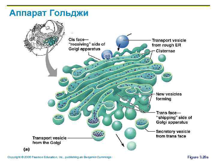 Аппарат Гольджи Copyright © 2006 Pearson Education, Inc. , publishing as Benjamin Cummings Figure