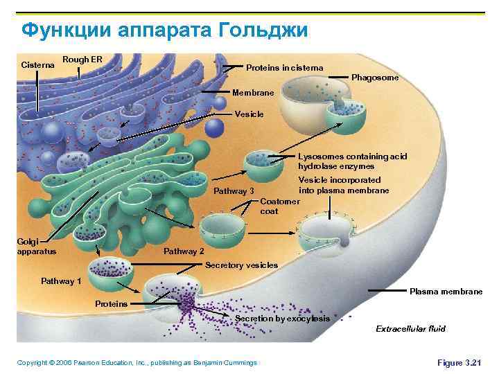 Функции аппарата Гольджи Cisterna Rough ER Proteins in cisterna Phagosome Membrane Vesicle Lysosomes containing