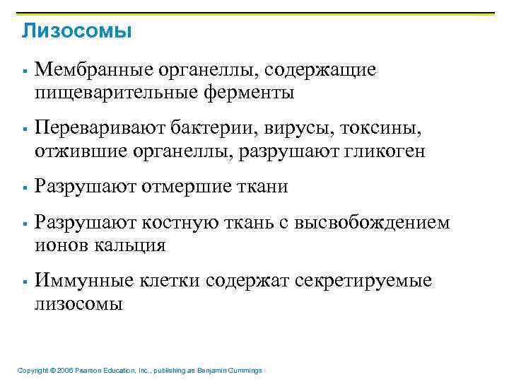 Лизосомы § § § Мембранные органеллы, содержащие пищеварительные ферменты Переваривают бактерии, вирусы, токсины, отжившие