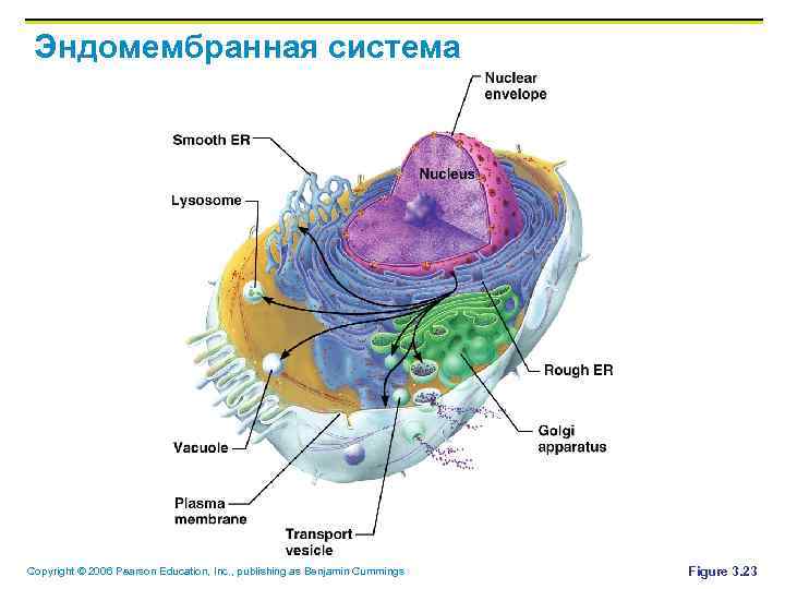 Эндомембранная система Copyright © 2006 Pearson Education, Inc. , publishing as Benjamin Cummings Figure