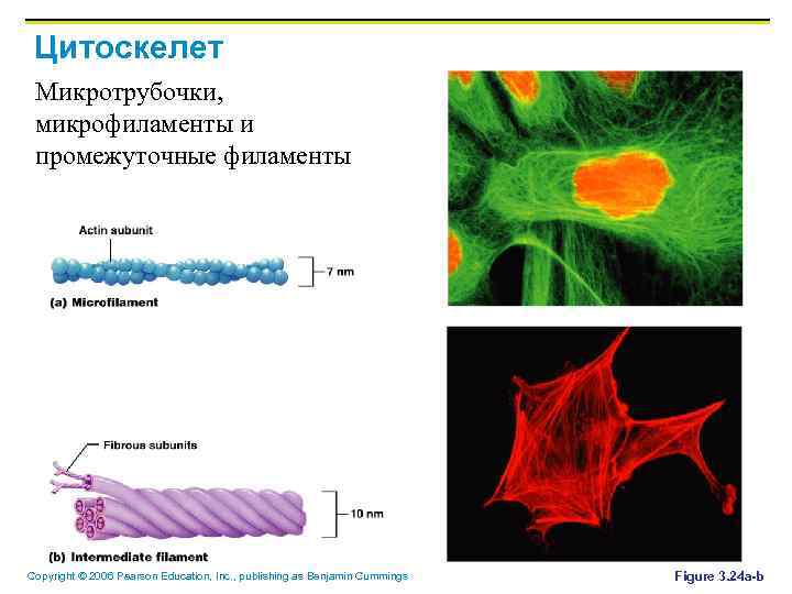 Цитоскелет Микротрубочки, микрофиламенты и промежуточные филаменты Copyright © 2006 Pearson Education, Inc. , publishing