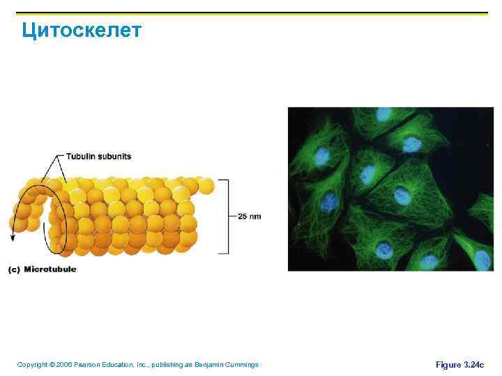 Цитоскелет Copyright © 2006 Pearson Education, Inc. , publishing as Benjamin Cummings Figure 3.