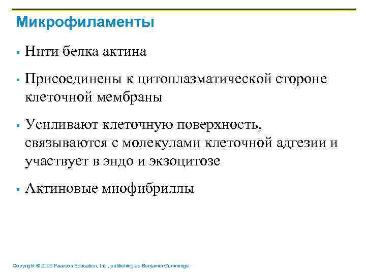 Микрофиламенты § § Нити белка актина Присоединены к цитоплазматической стороне клеточной мембраны Усиливают клеточную