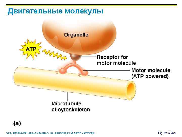 Двигательные молекулы Copyright © 2006 Pearson Education, Inc. , publishing as Benjamin Cummings Figure