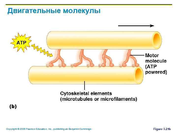 Двигательные молекулы Copyright © 2006 Pearson Education, Inc. , publishing as Benjamin Cummings Figure