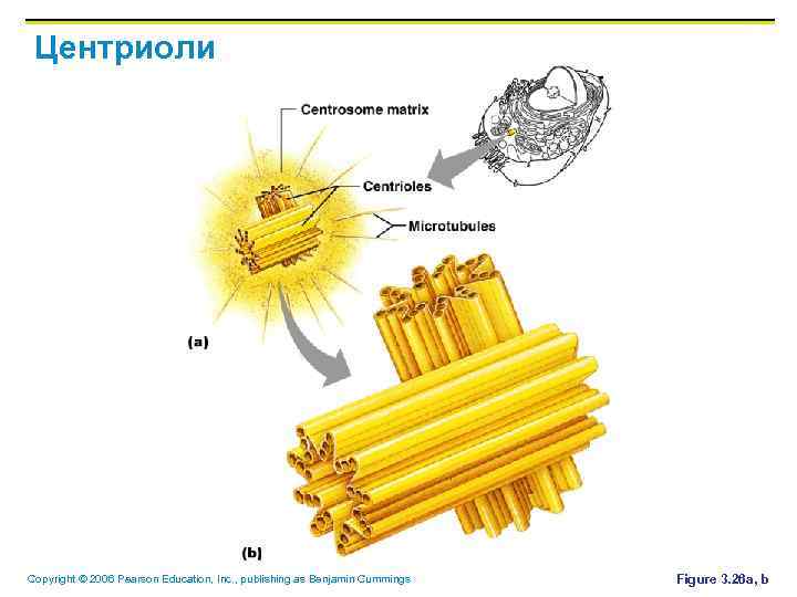 Центриоли Copyright © 2006 Pearson Education, Inc. , publishing as Benjamin Cummings Figure 3.