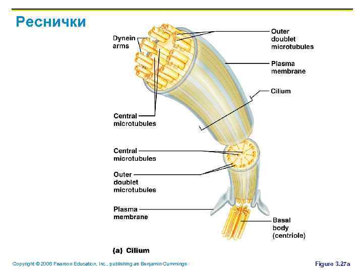 Реснички Copyright © 2006 Pearson Education, Inc. , publishing as Benjamin Cummings Figure 3.