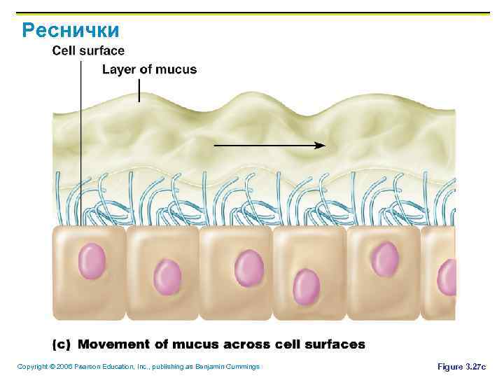 Реснички Copyright © 2006 Pearson Education, Inc. , publishing as Benjamin Cummings Figure 3.