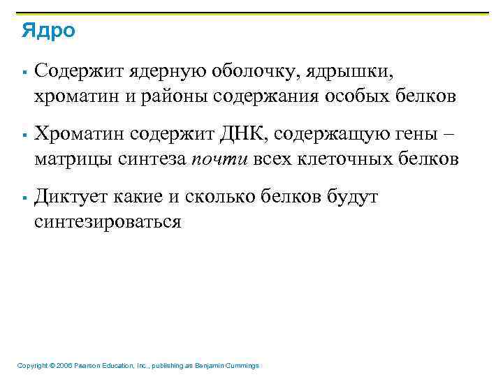 Ядро § § § Содержит ядерную оболочку, ядрышки, хроматин и районы содержания особых белков