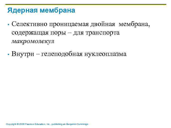 Ядерная мембрана § § Селективно проницаемая двойная мембрана, содержащая поры – для транспорта макромолекул