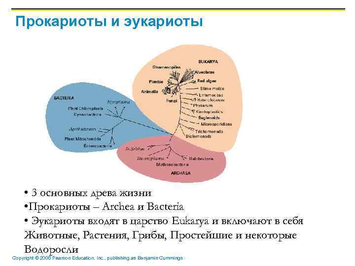 Прокариоты и эукариоты • 3 основных древа жизни • Прокариоты – Archea и Bacteria